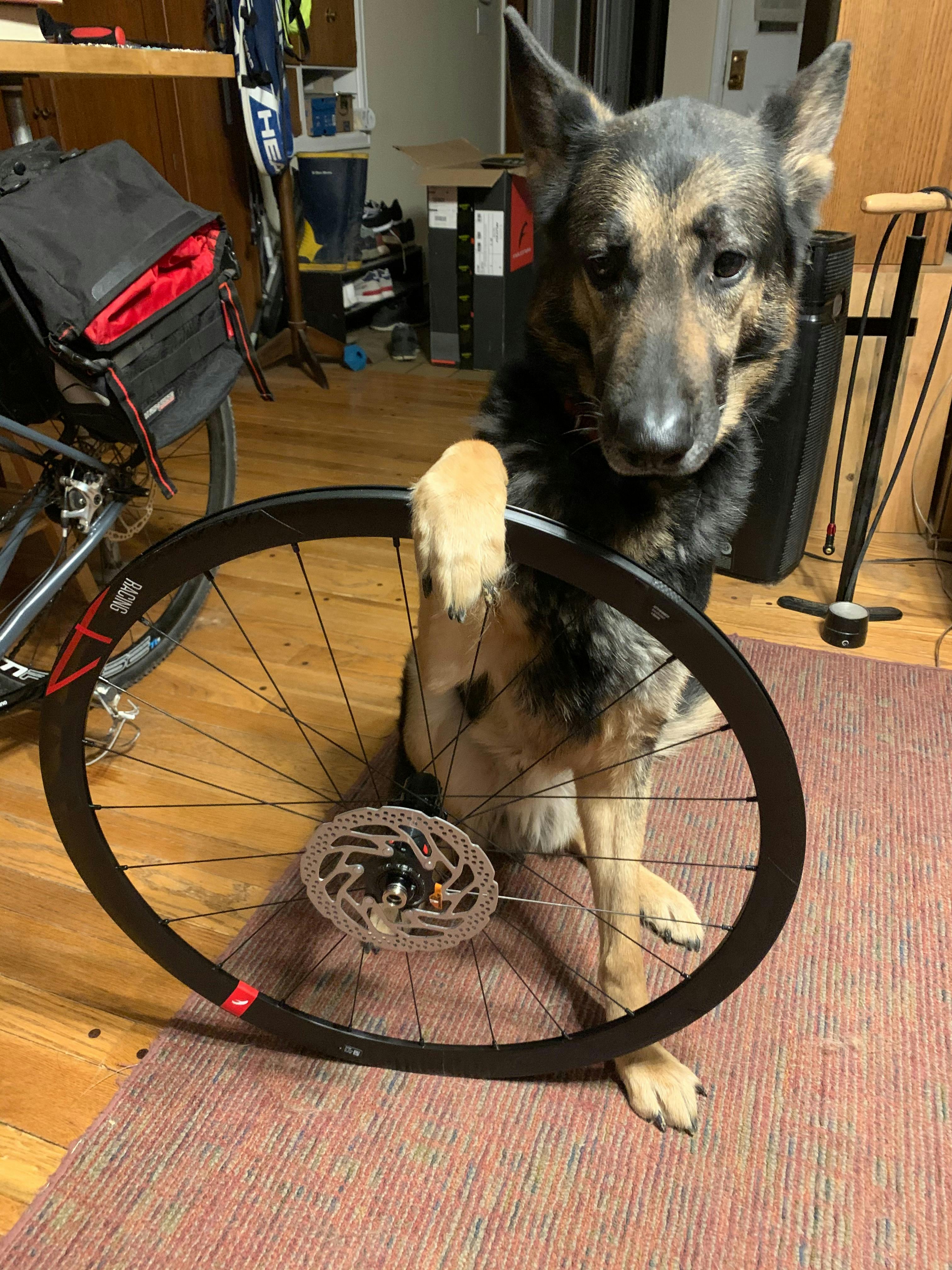 New bike mechanic