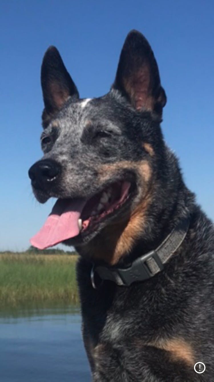 Ol’ Hank the Australian cattle dog Surrendered to the shelter at 8 months with behavioral problems 